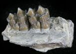 Oligocene Ruminant (Leptomeryx) Jaw Section #25096-2